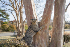爪で引っ掛けて登るにゃん