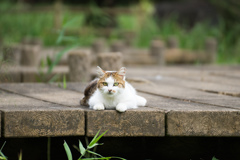 お久しぶりニャン