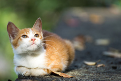 猫肥ゆる秋