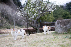 三毛猫の春