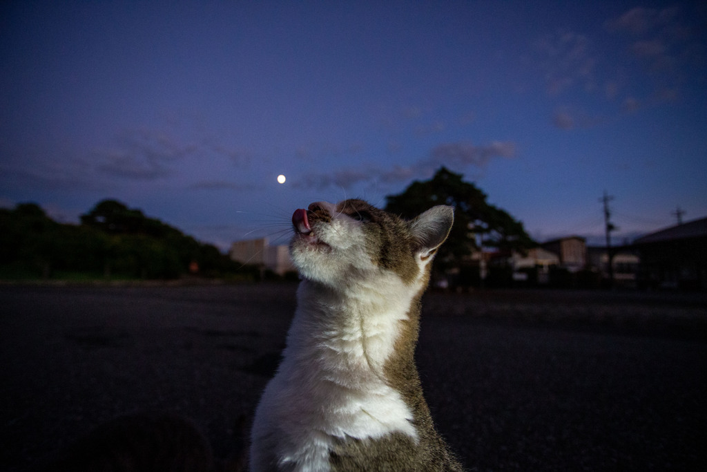 月を舐める