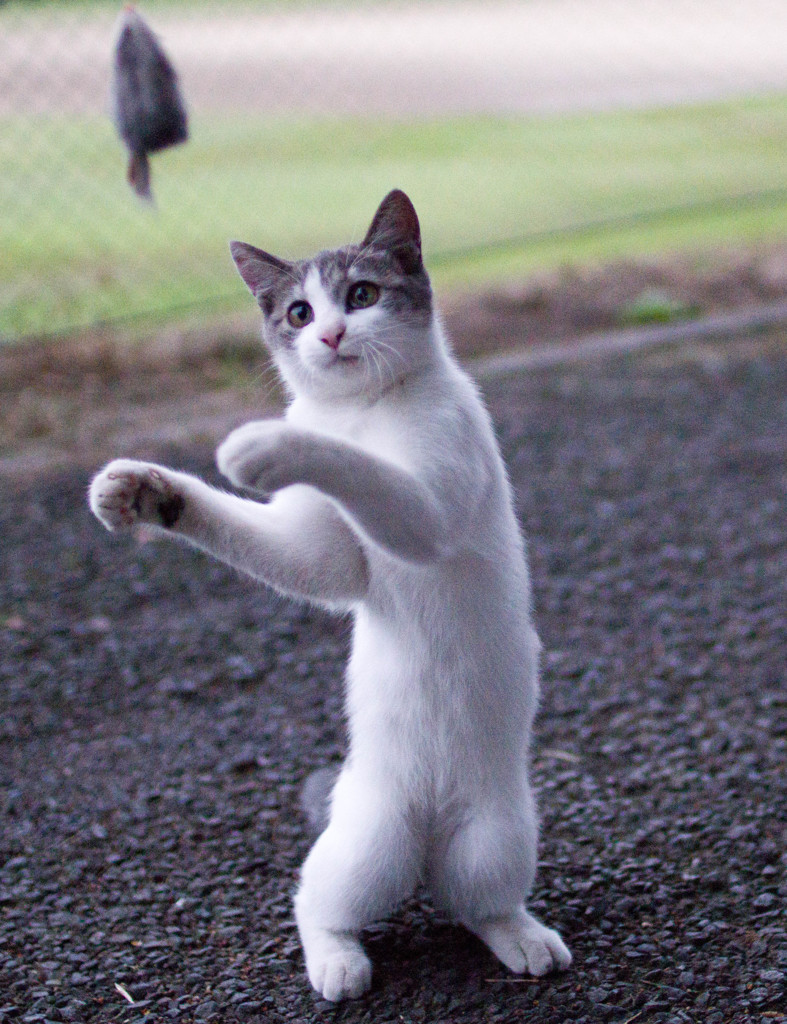 猫じゃらし