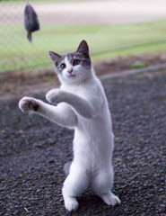 猫じゃらし