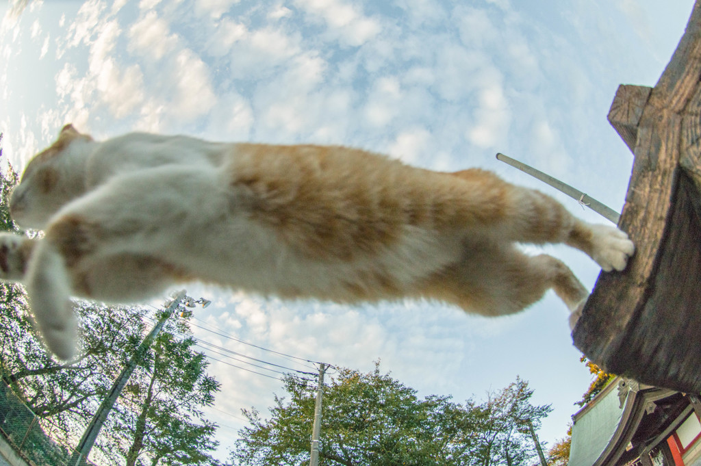 飛び猫４