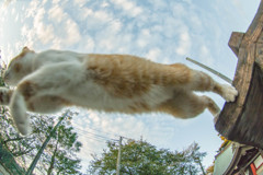 飛び猫４