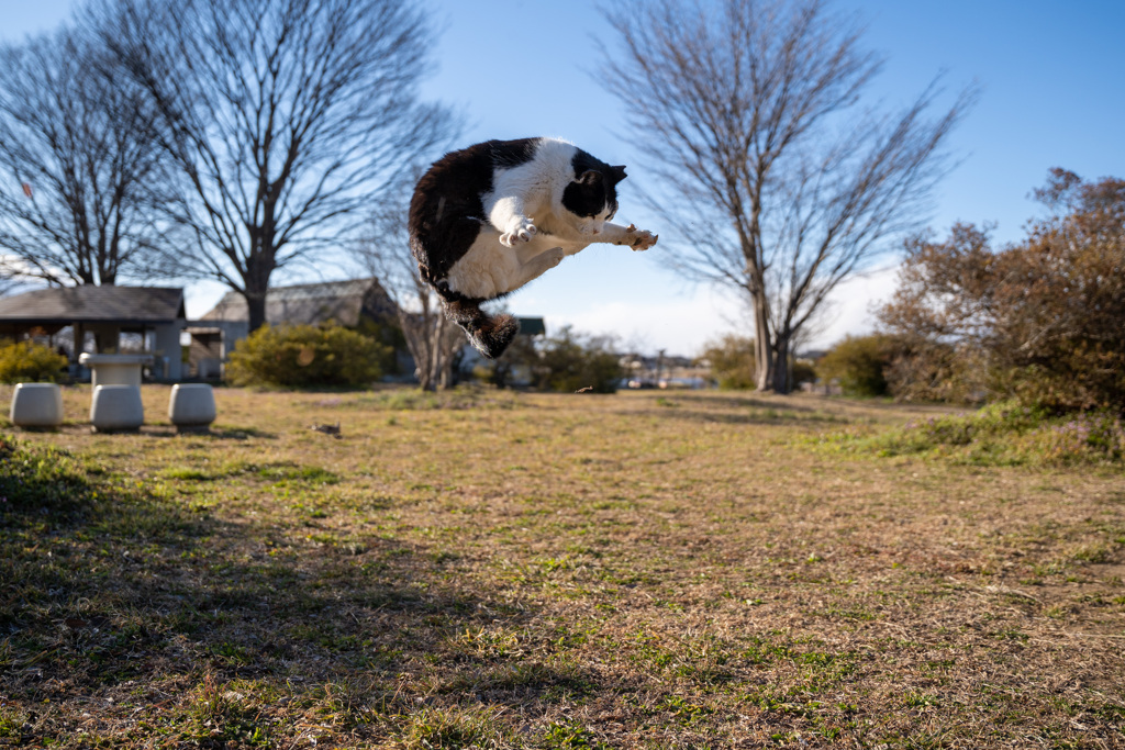 ゲイラカイト