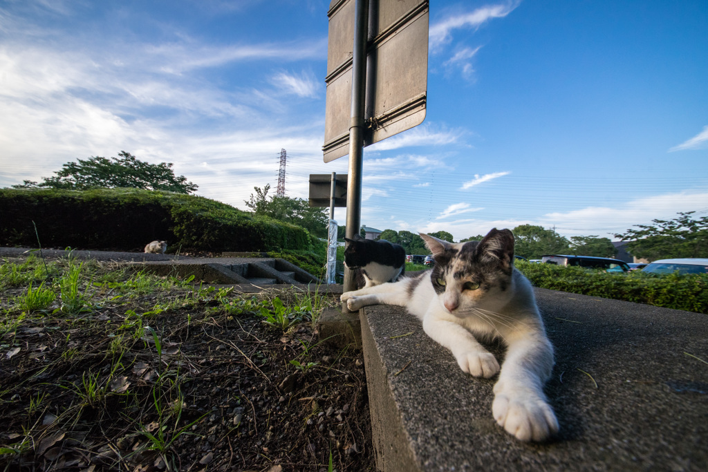 梅雨の晴れ間