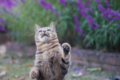 ガリガリするぞ