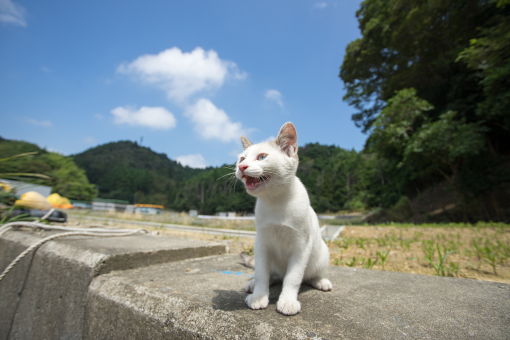 青い空　白い猫