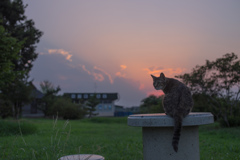 夕暮れ時は寂しそう