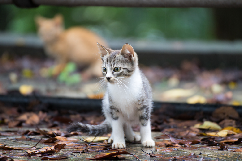 野良猫が落ち葉にまみれ餌を待つ