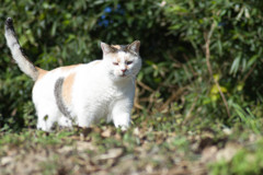 不機嫌な三毛猫２