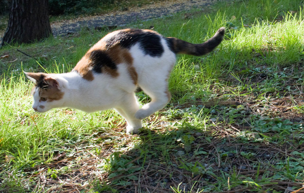 走る三毛猫
