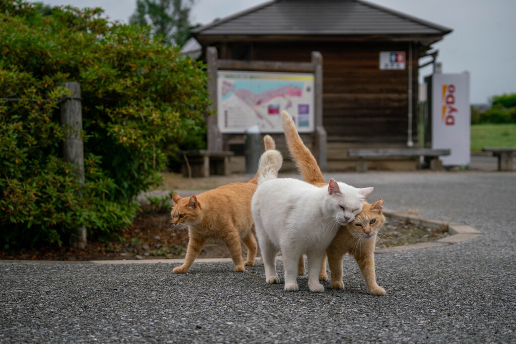 微妙な関係