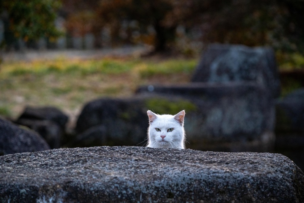 ひょっこりニャン
