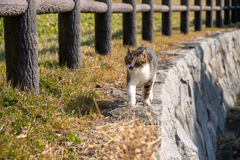お散歩日和