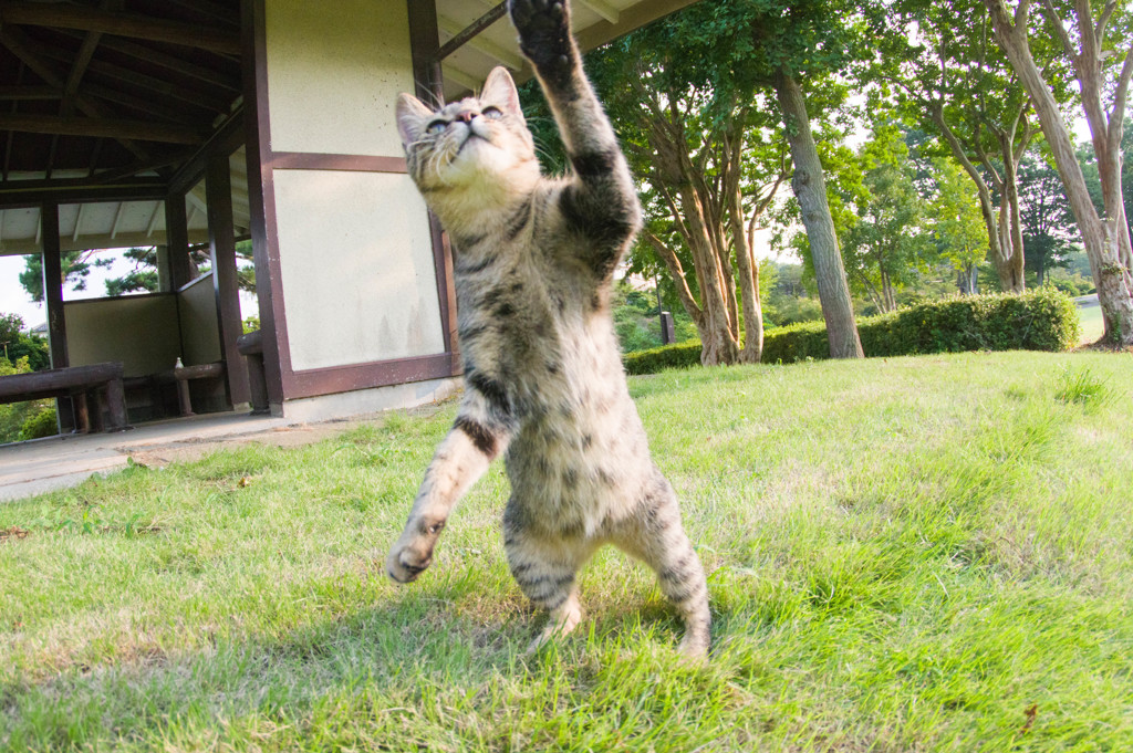 おーい