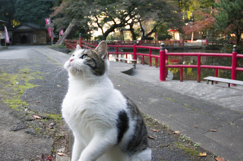 キジ白