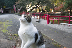 キジ白