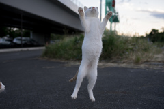 火