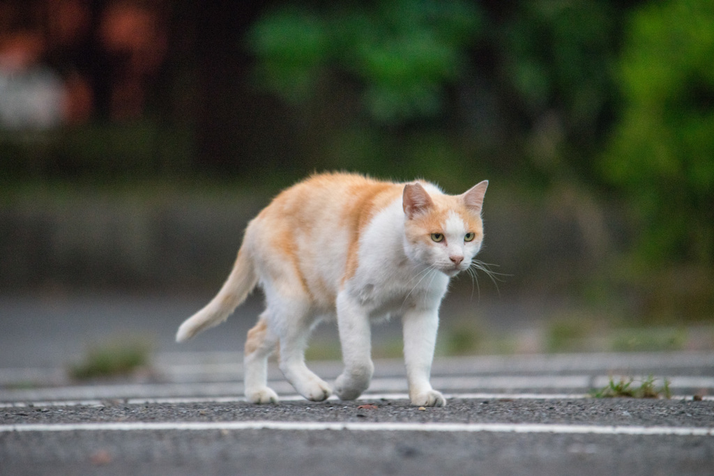 縄張り２