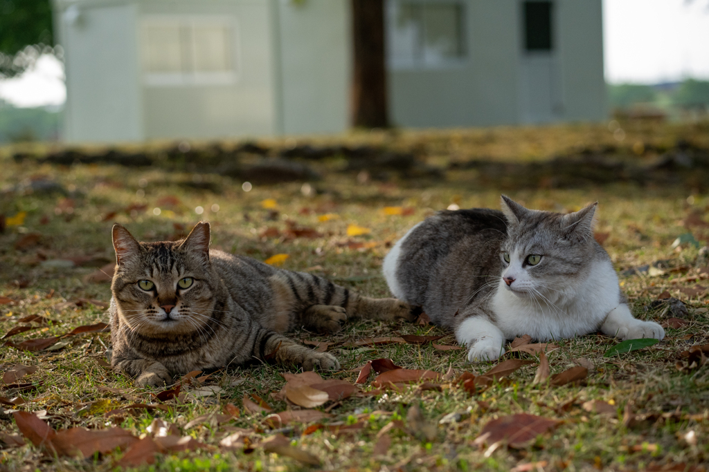 公園の人気者