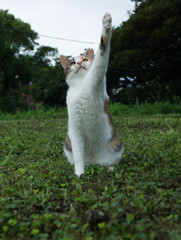 ハイ！