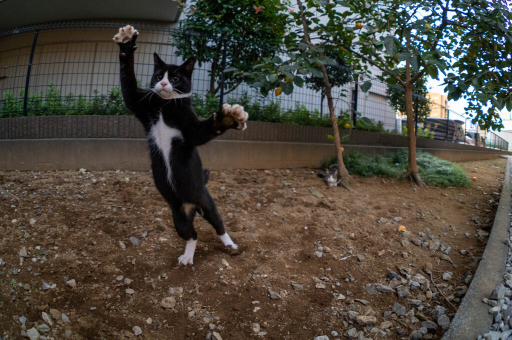 飛び出すニャン