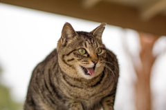 ごきげん
