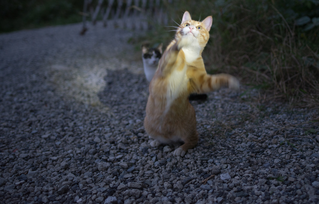 にゃんこ音頭