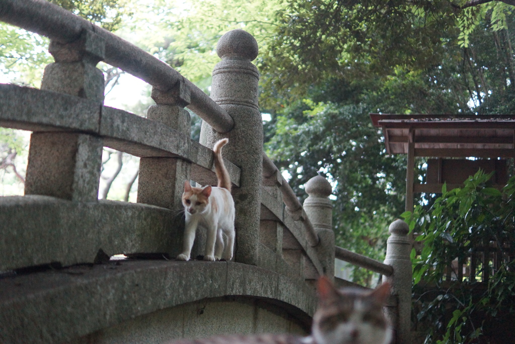この橋わたるべからず