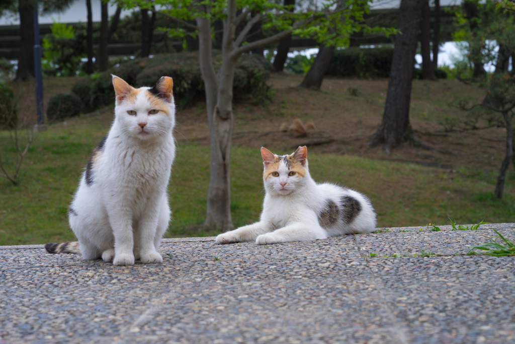 三毛の休息