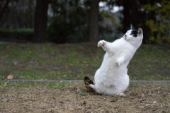 ニャンとビックリ