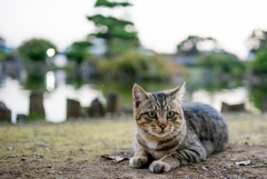 綺麗なキジトラ