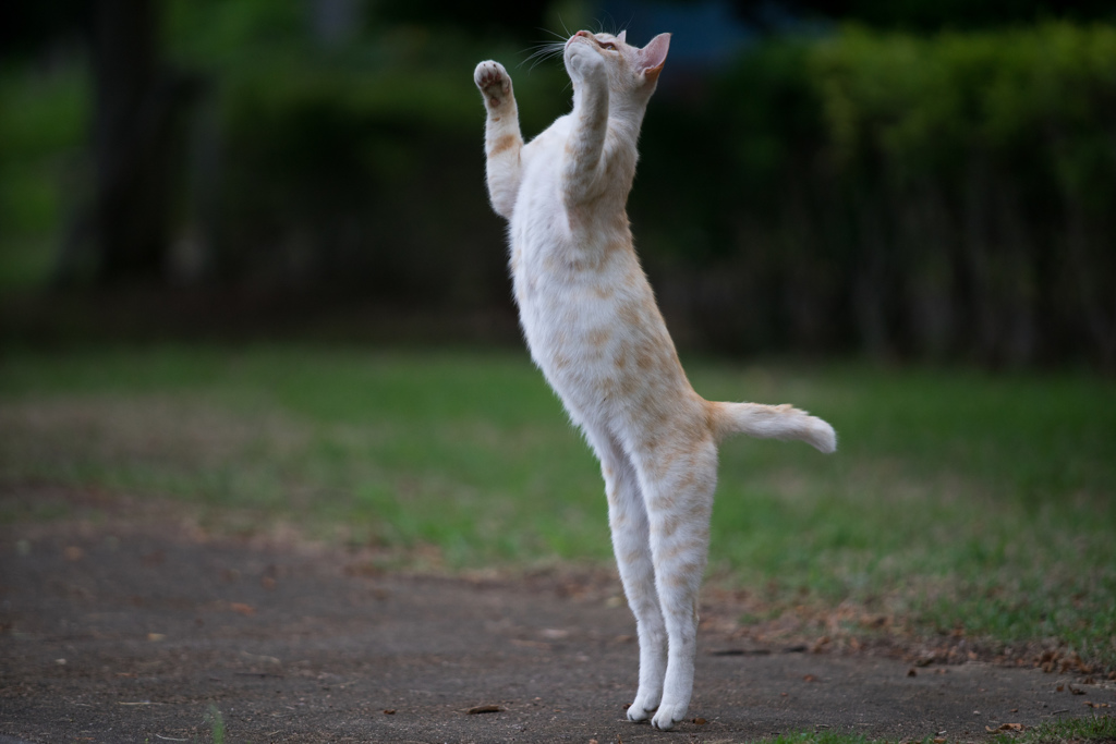 のびる