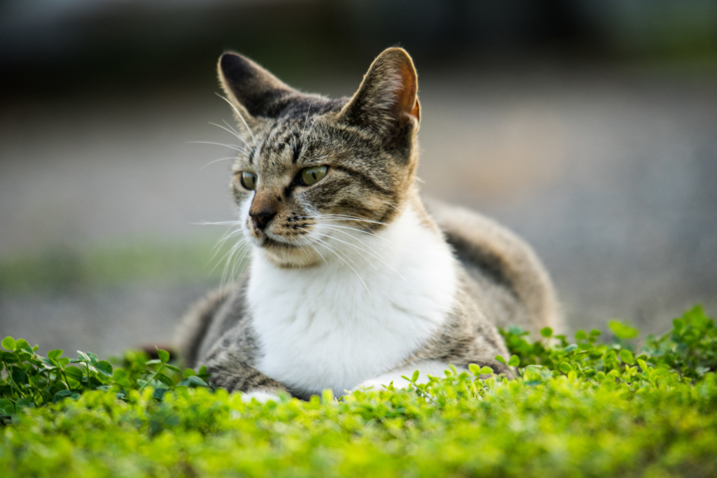 一匹猫