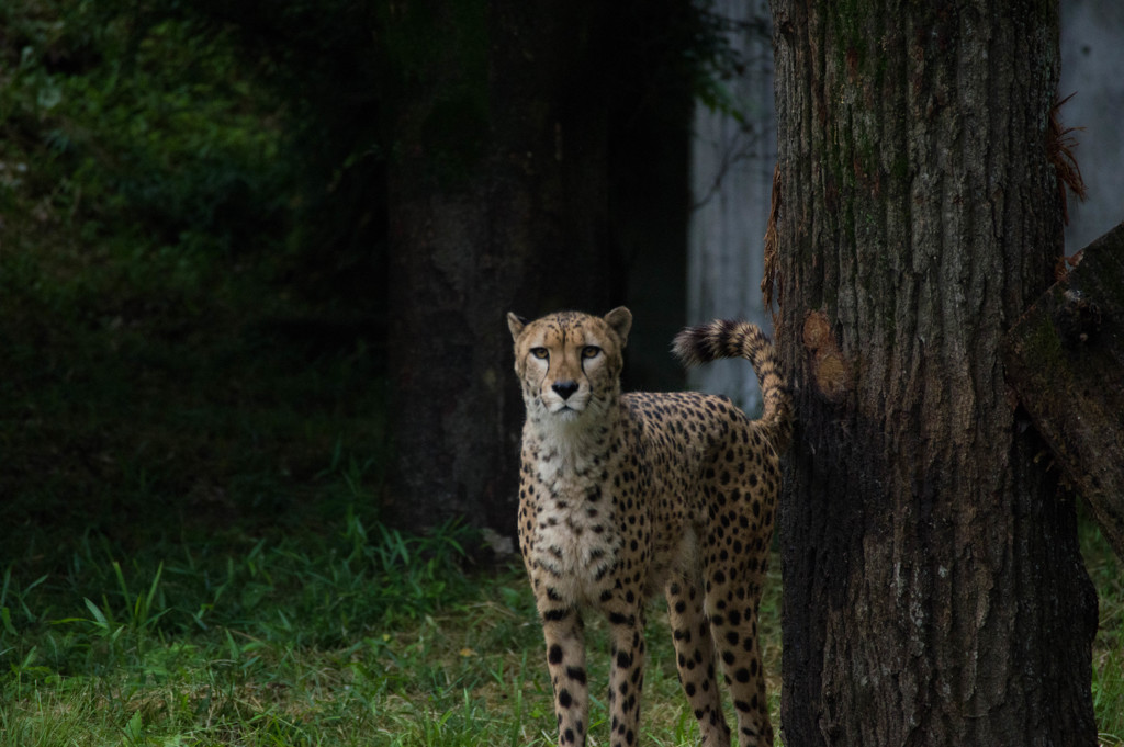チーター２