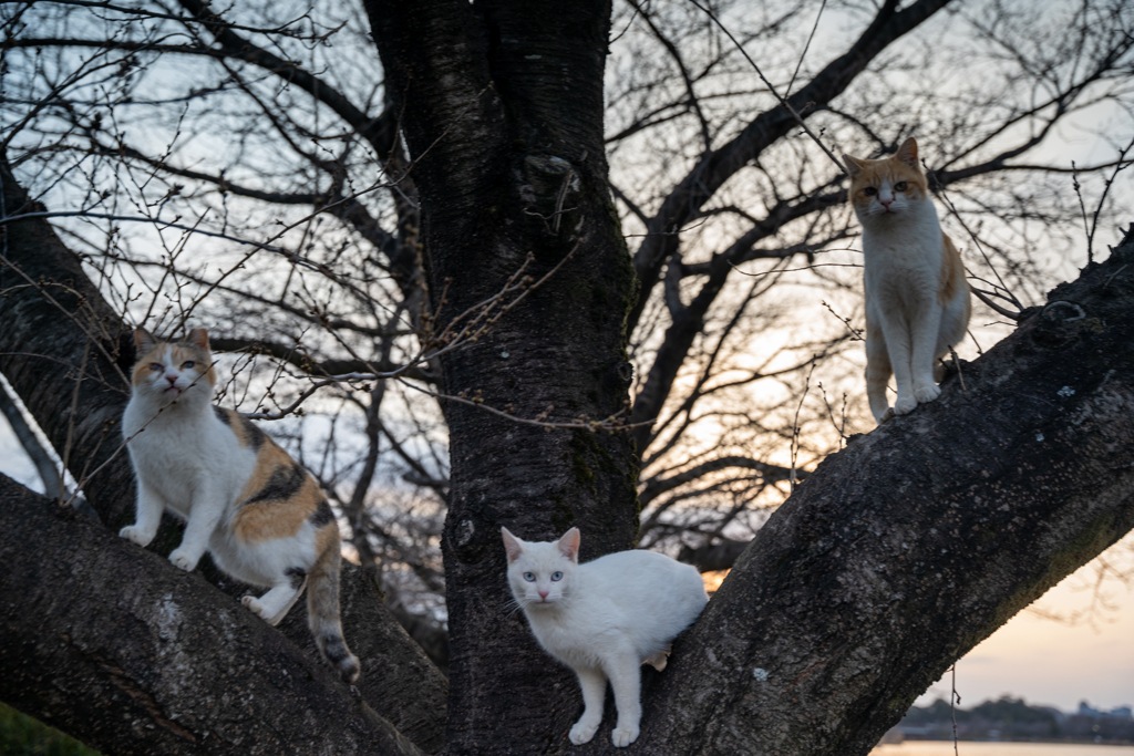 桜はまだニャン