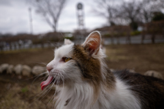 べろべろ