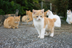 もうすぐごはん