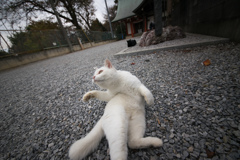 木