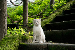 歌舞伎