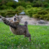 離陸
