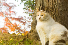秋のニャンコレ２