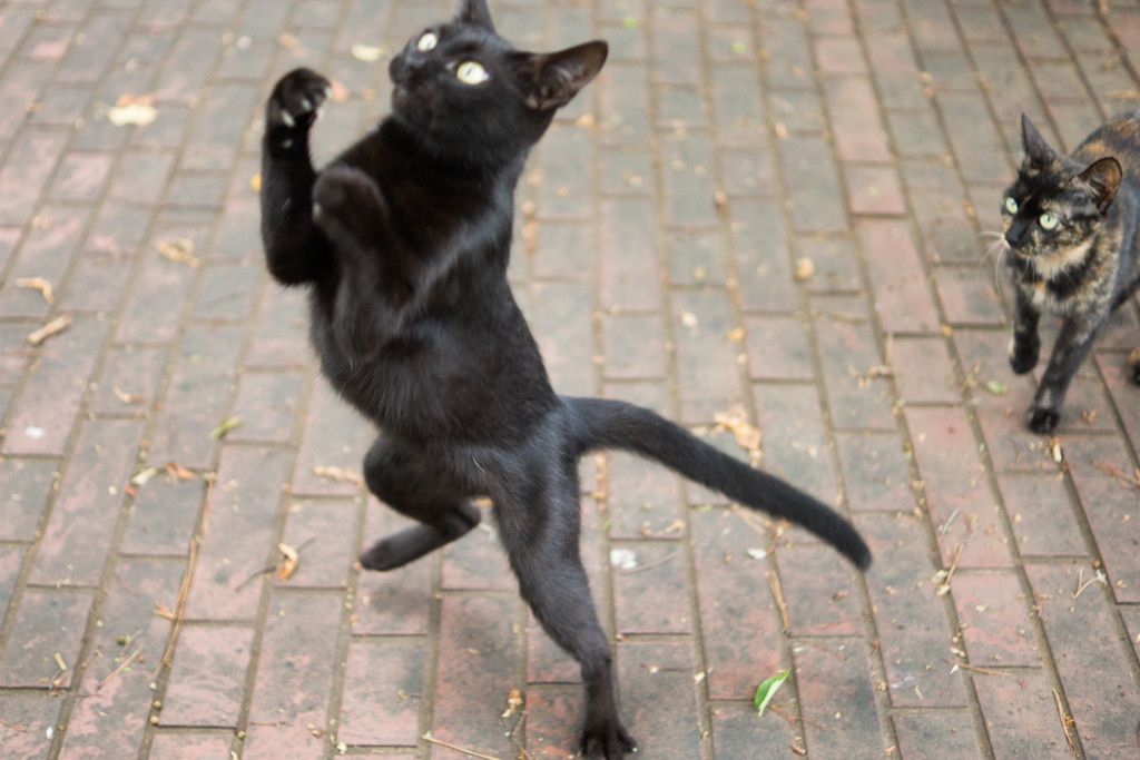 黒猫