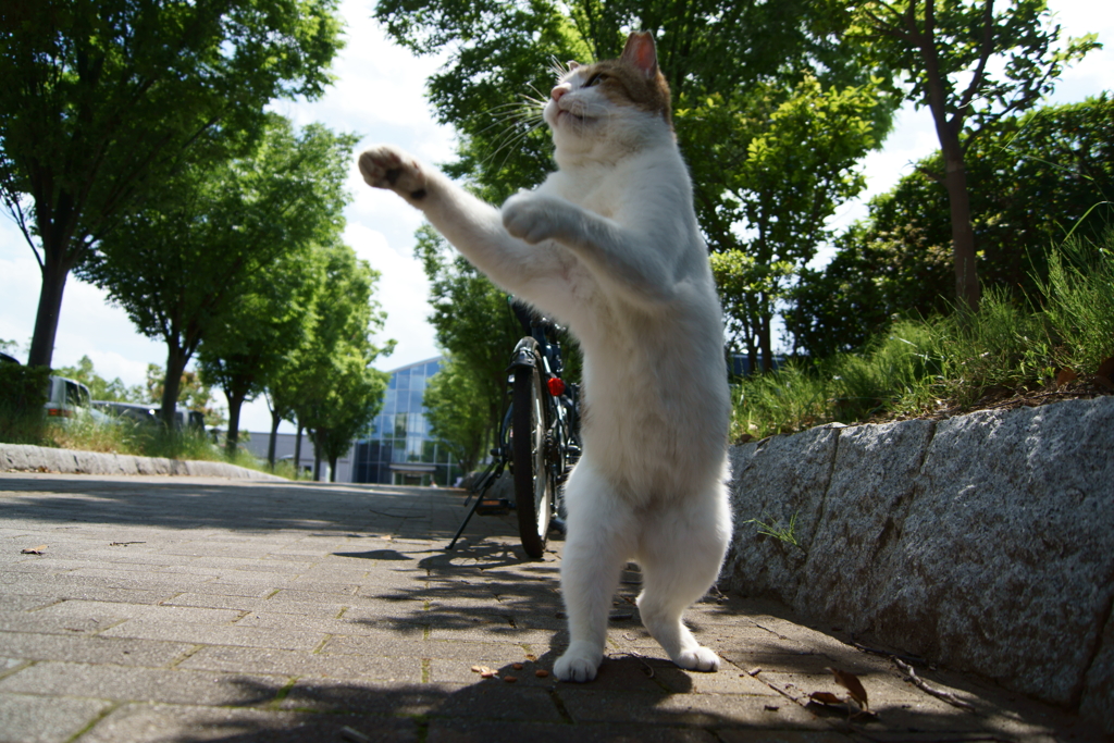 みけ猫１号