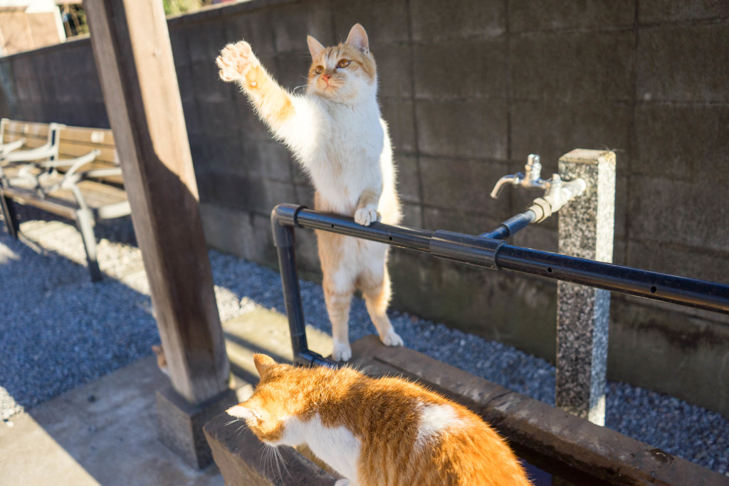いきますにゃ