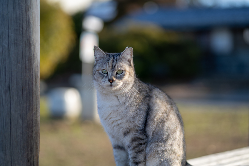 まぶたにチュール