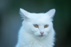 ふさふさ