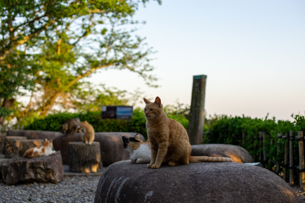 くつろぐ猫達